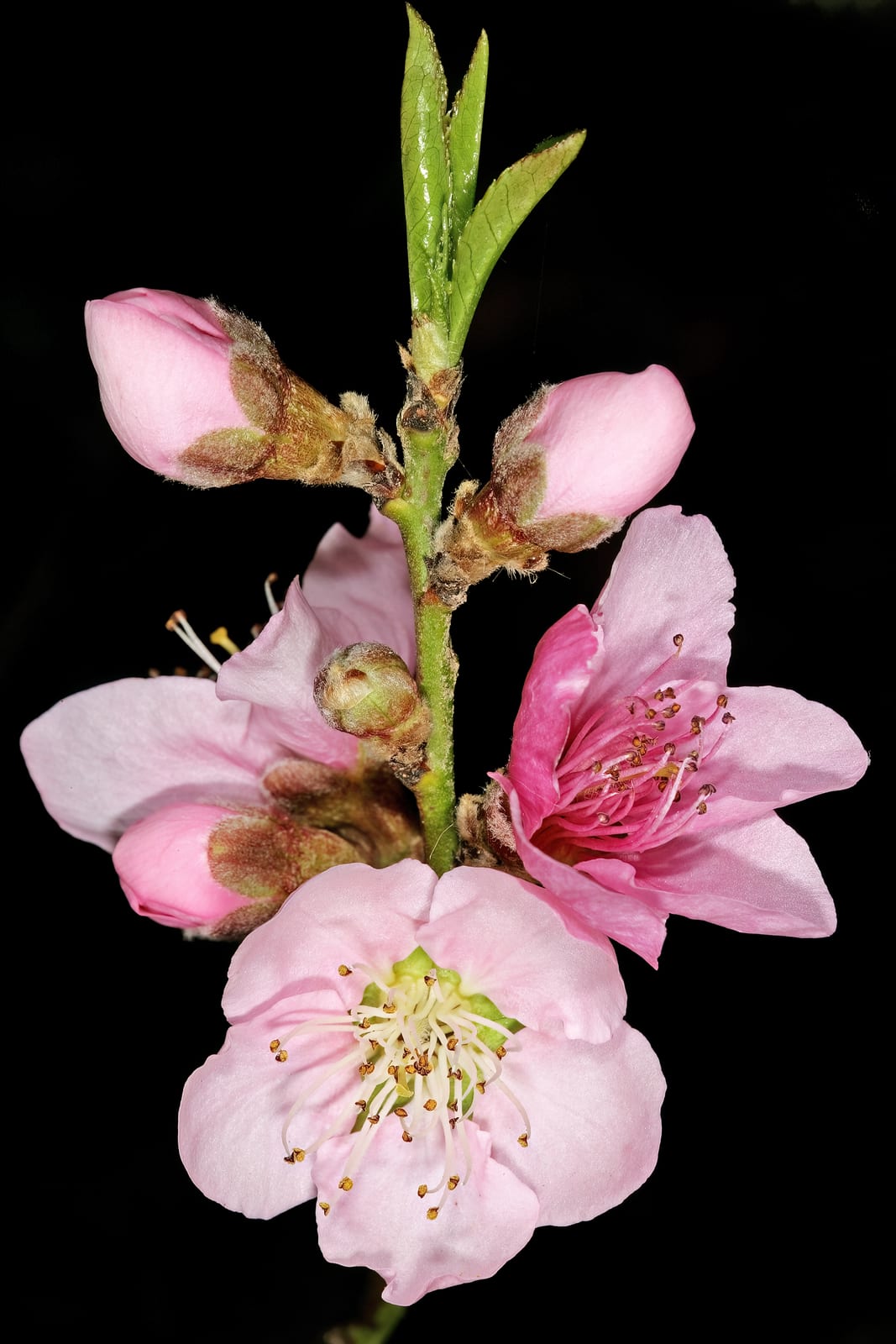Peach Tree thumbnail 4