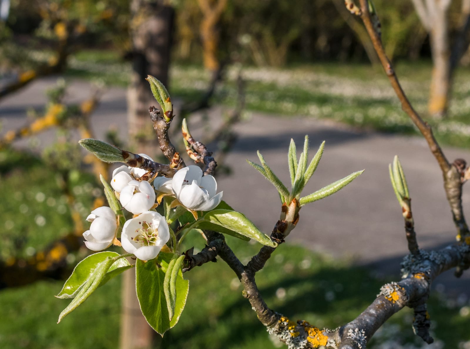 Pear Tree
