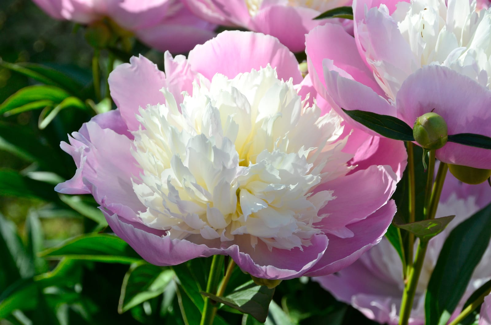 Peony