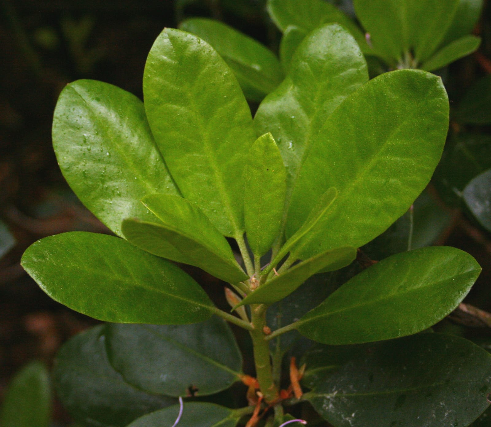 Rhododendron thumbnail 2