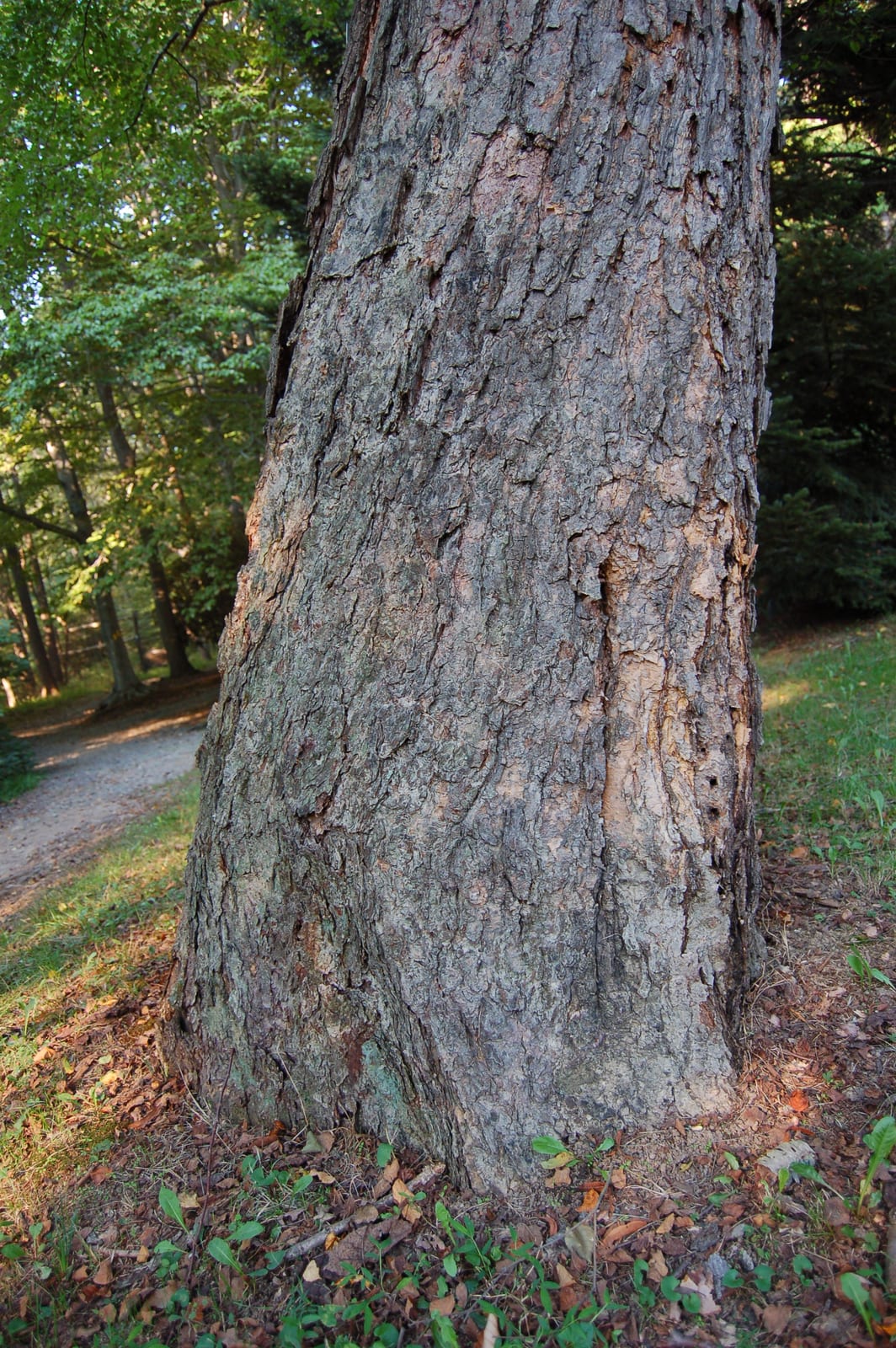 River Birch thumbnail 4