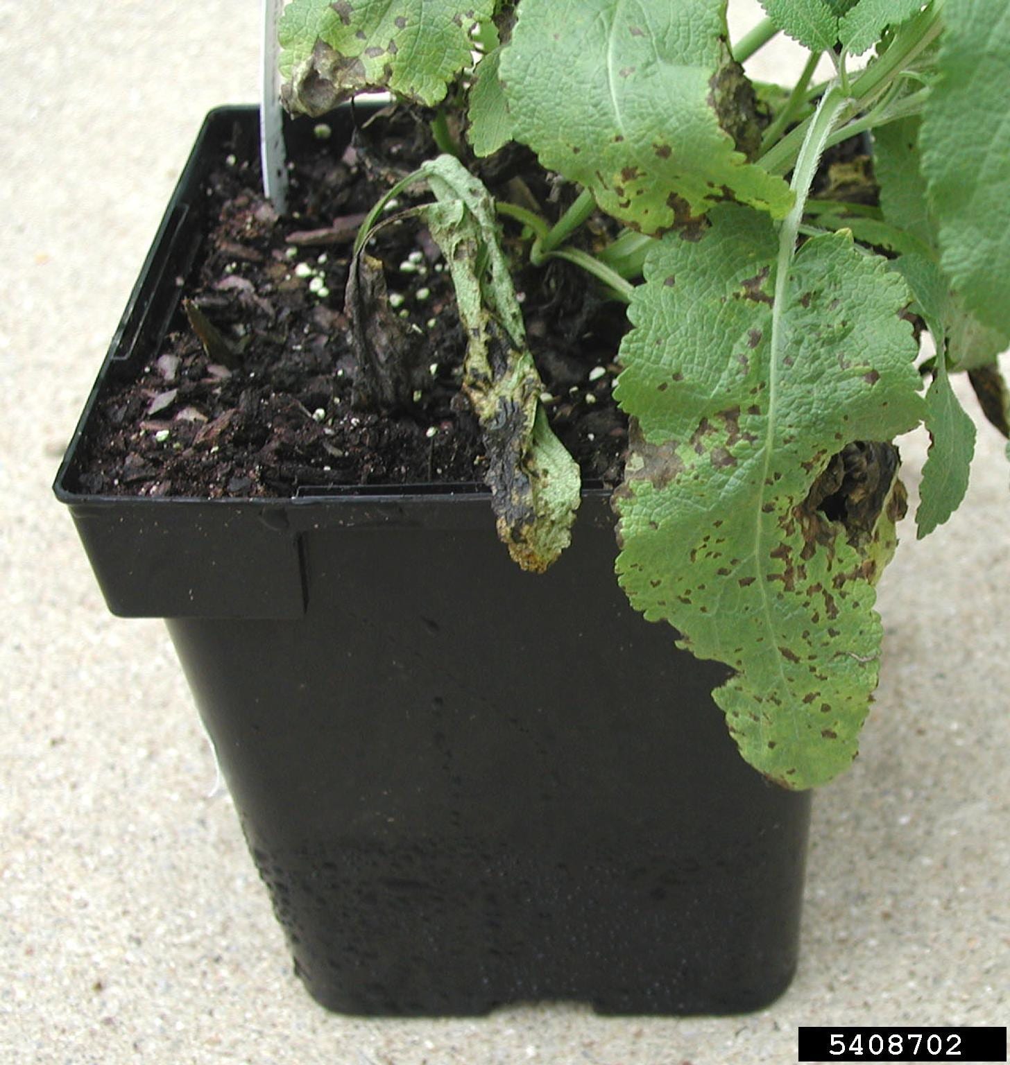 Salvia thumbnail 3