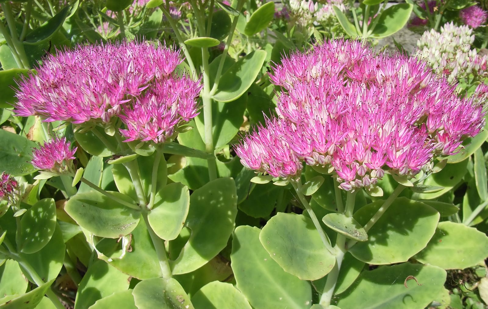 Sedum (Stonecrop) thumbnail 4