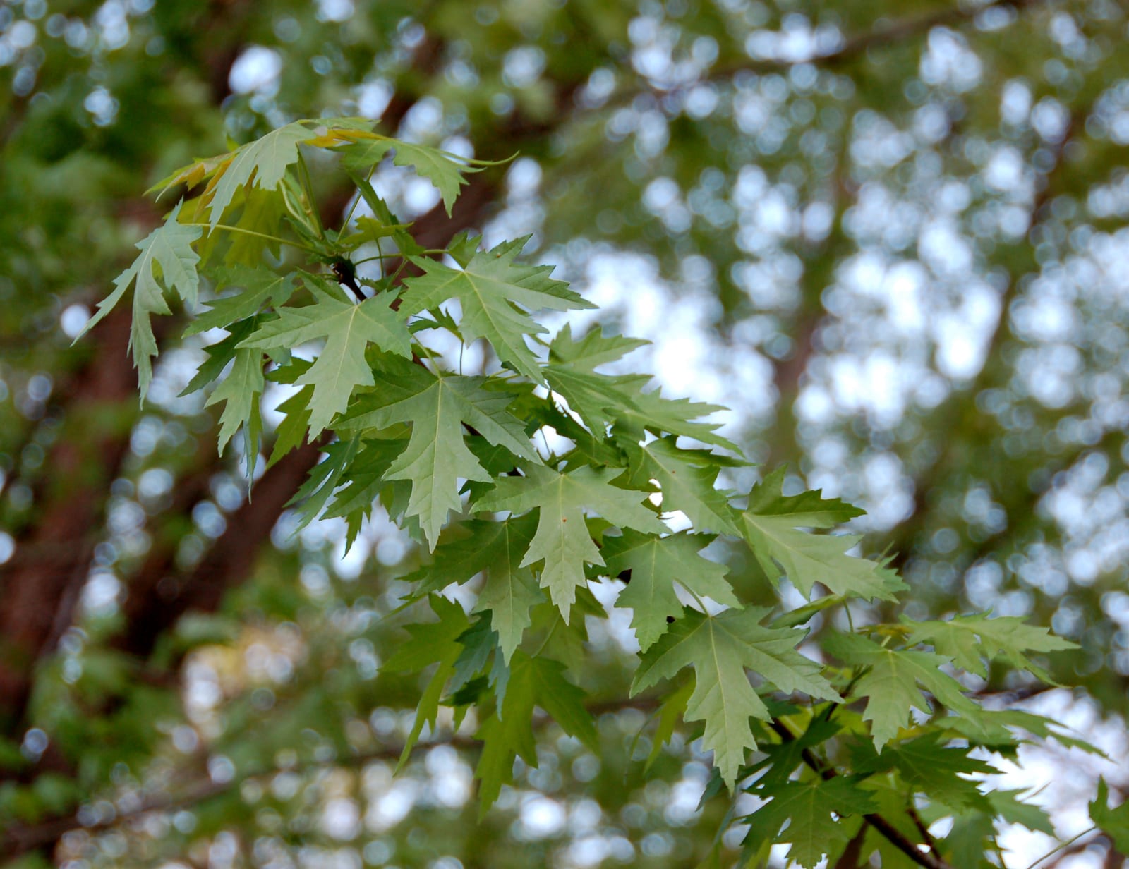 Silver Maple