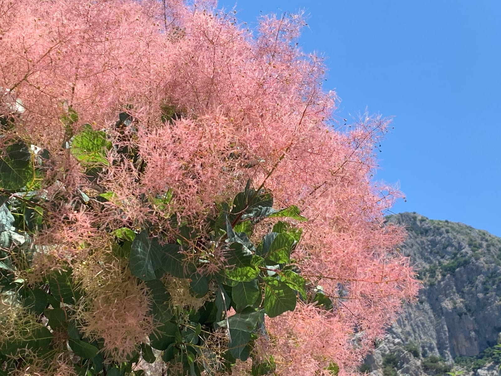 Smokebush thumbnail 4