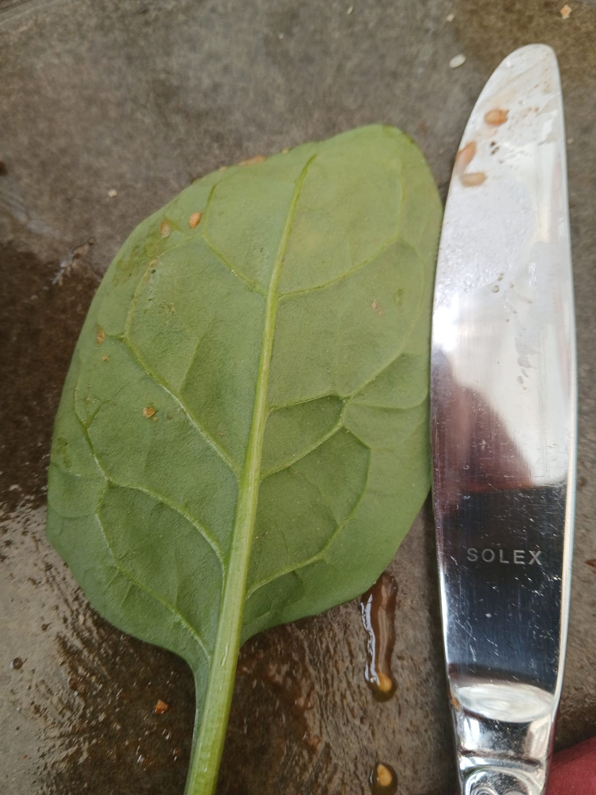 Spinach thumbnail 4