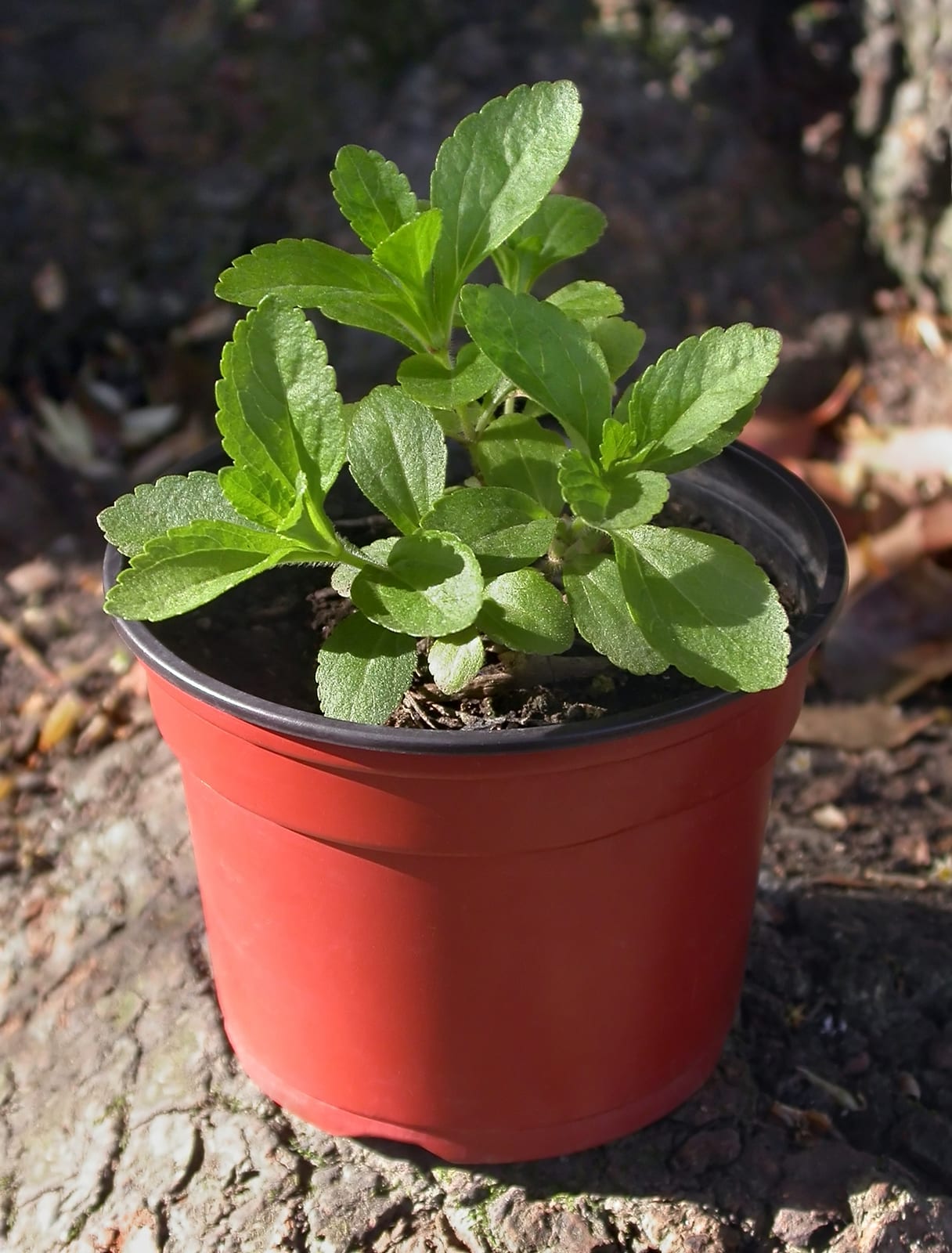 Stevia thumbnail 2