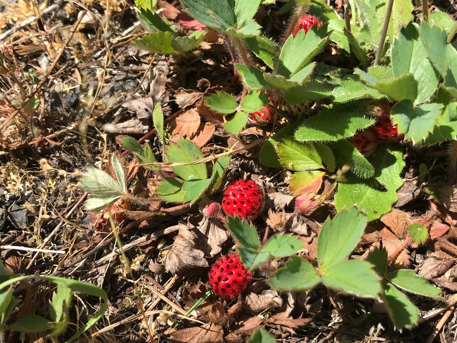 Strawberry