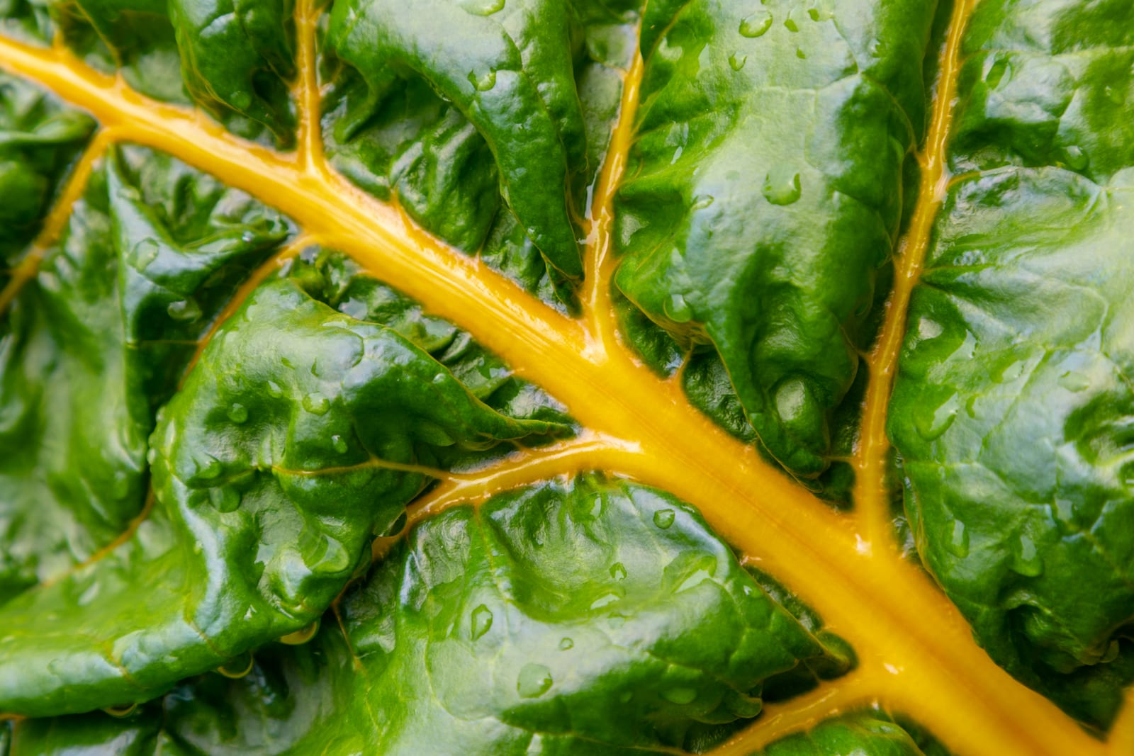 Swiss Chard