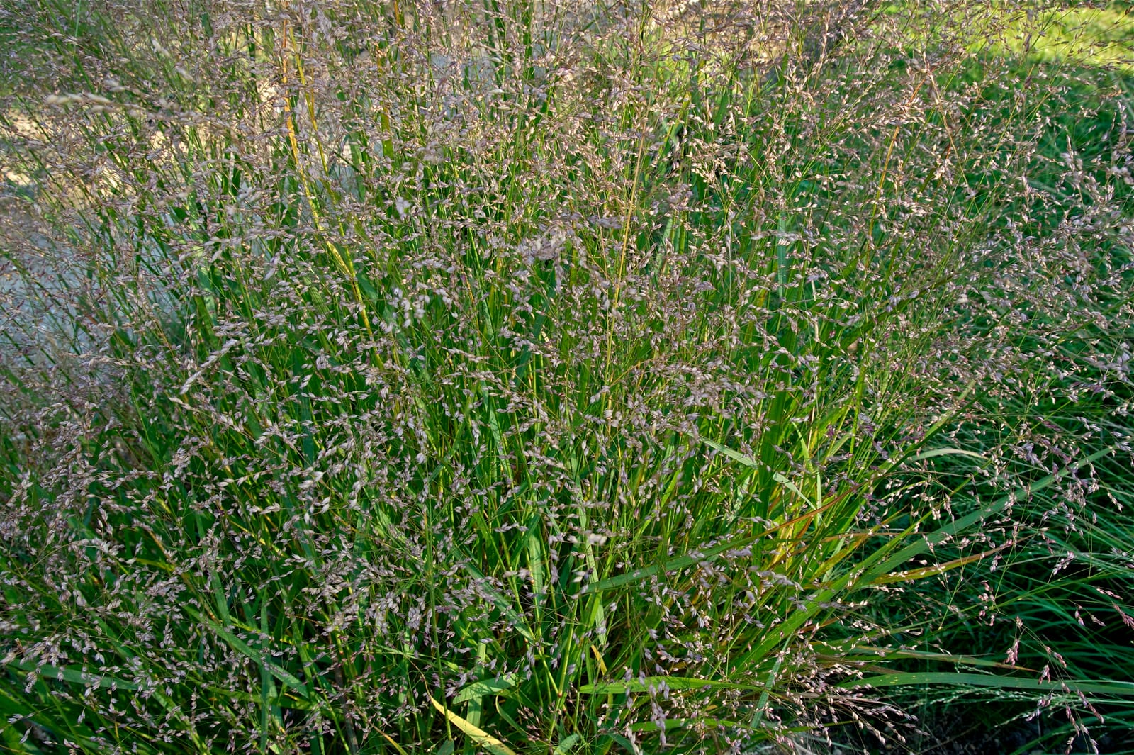 Switchgrass