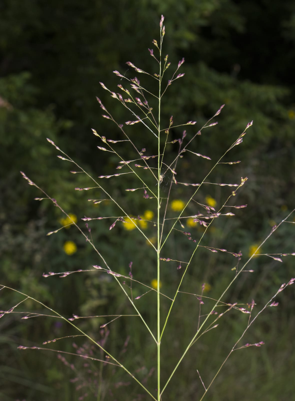 Switchgrass thumbnail 3