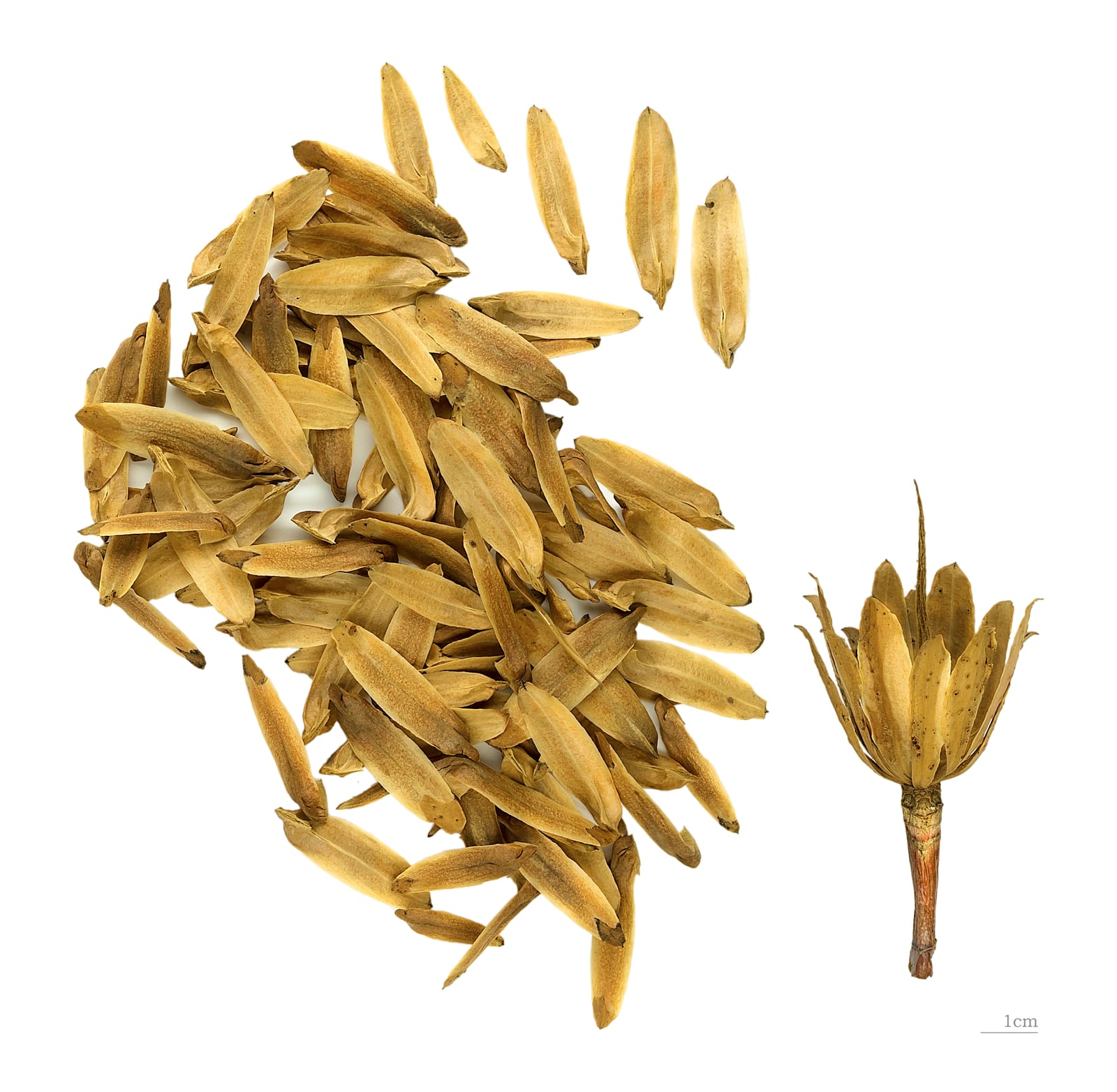 Tulip Poplar thumbnail 2