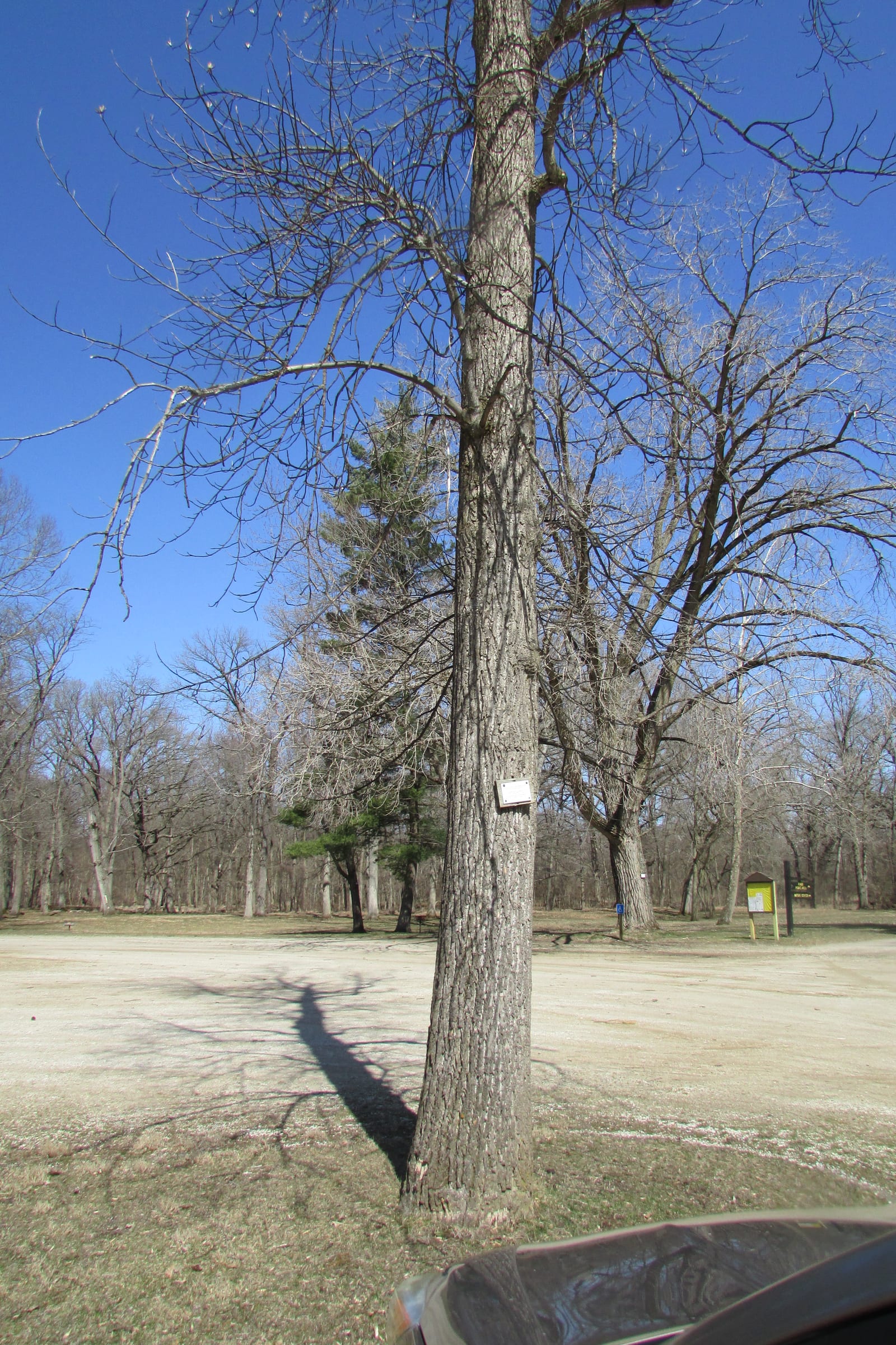 Tulip Poplar thumbnail 3