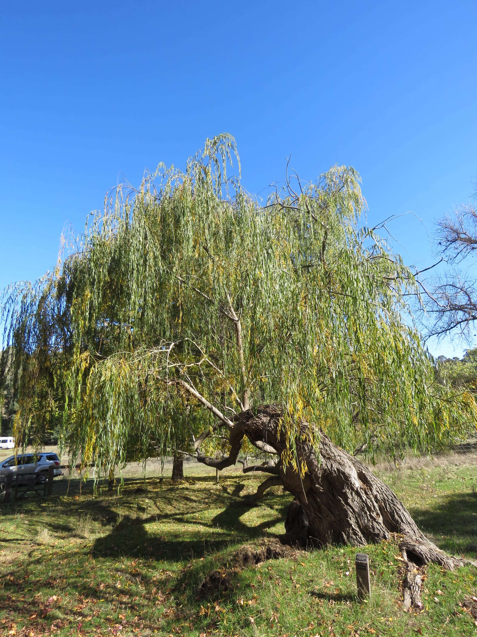 Weeping Willow