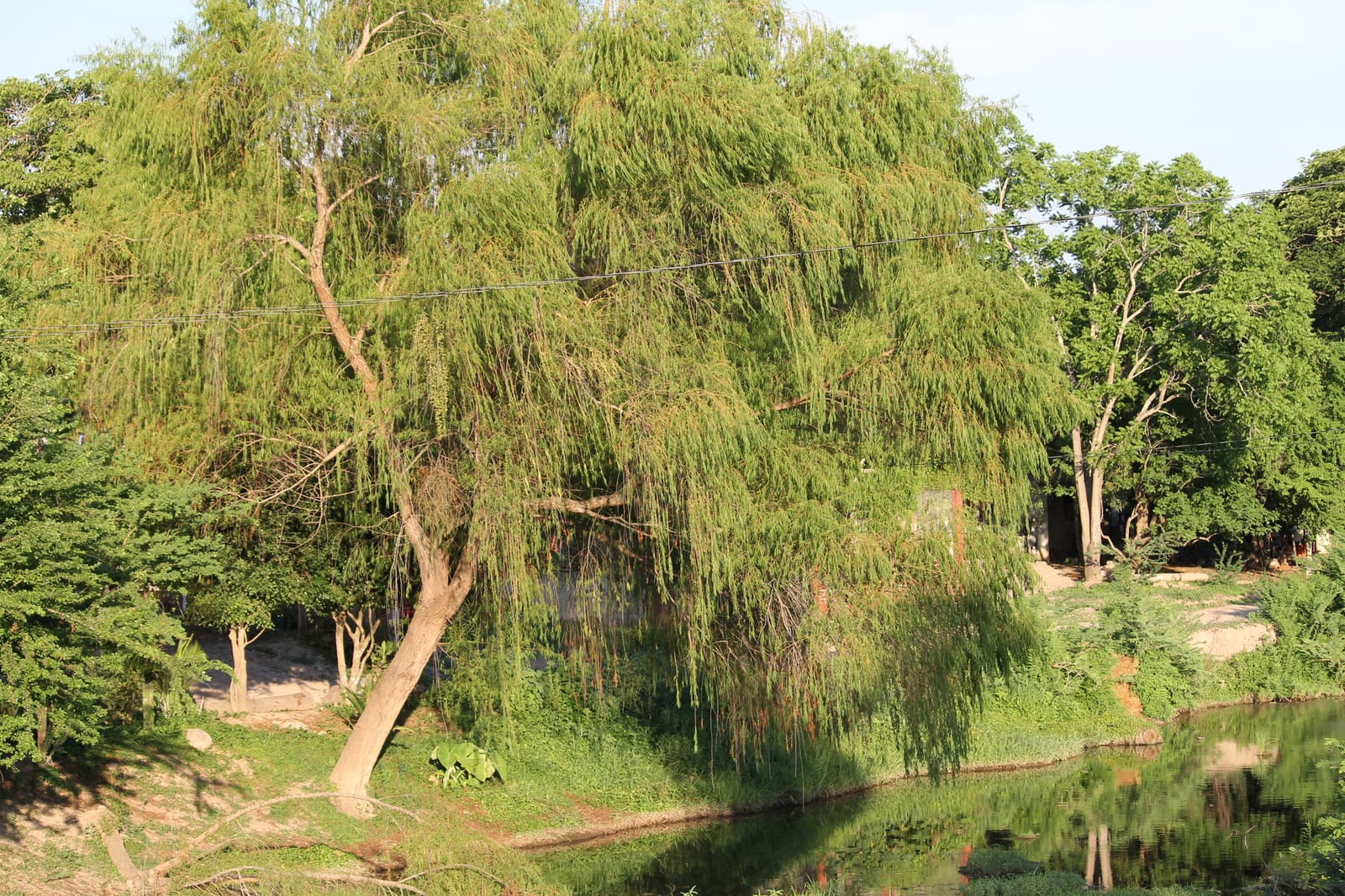Weeping Willow thumbnail 4