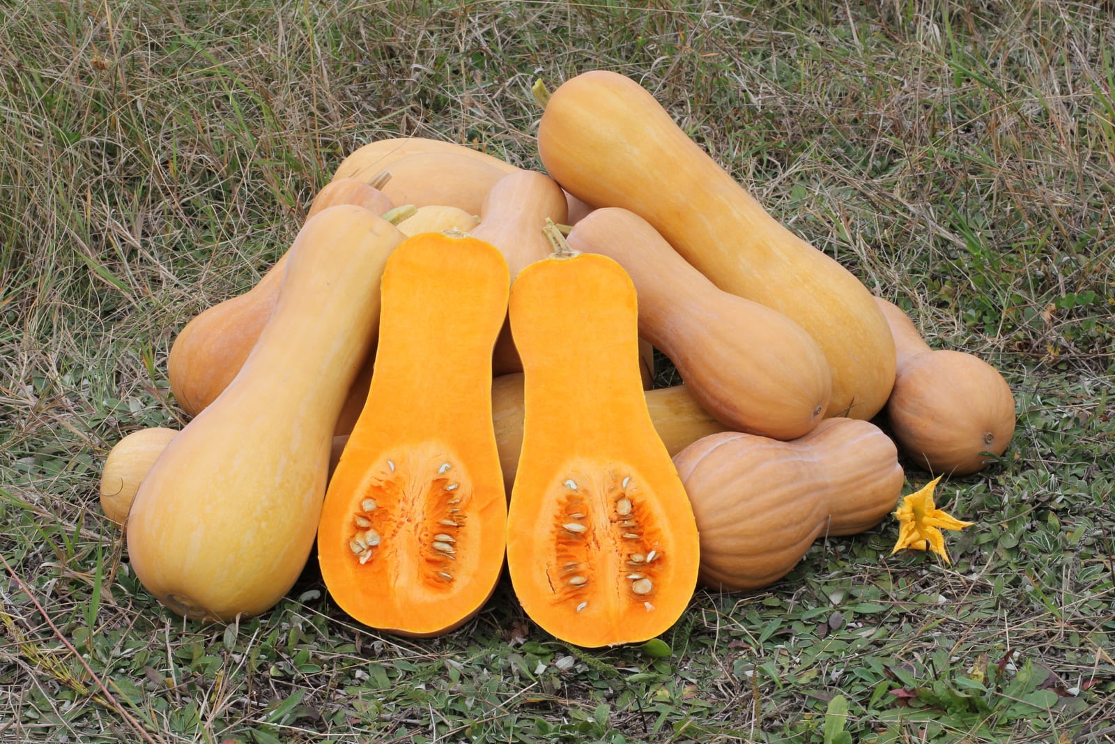 Winter Squash thumbnail 2